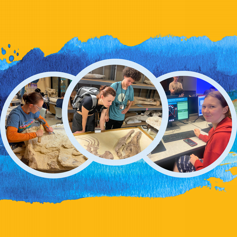 Students doing lab-based paleontology and geology.