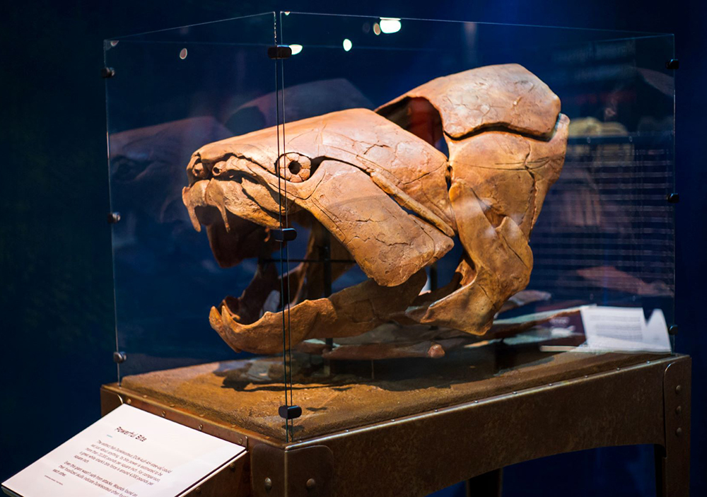 fish