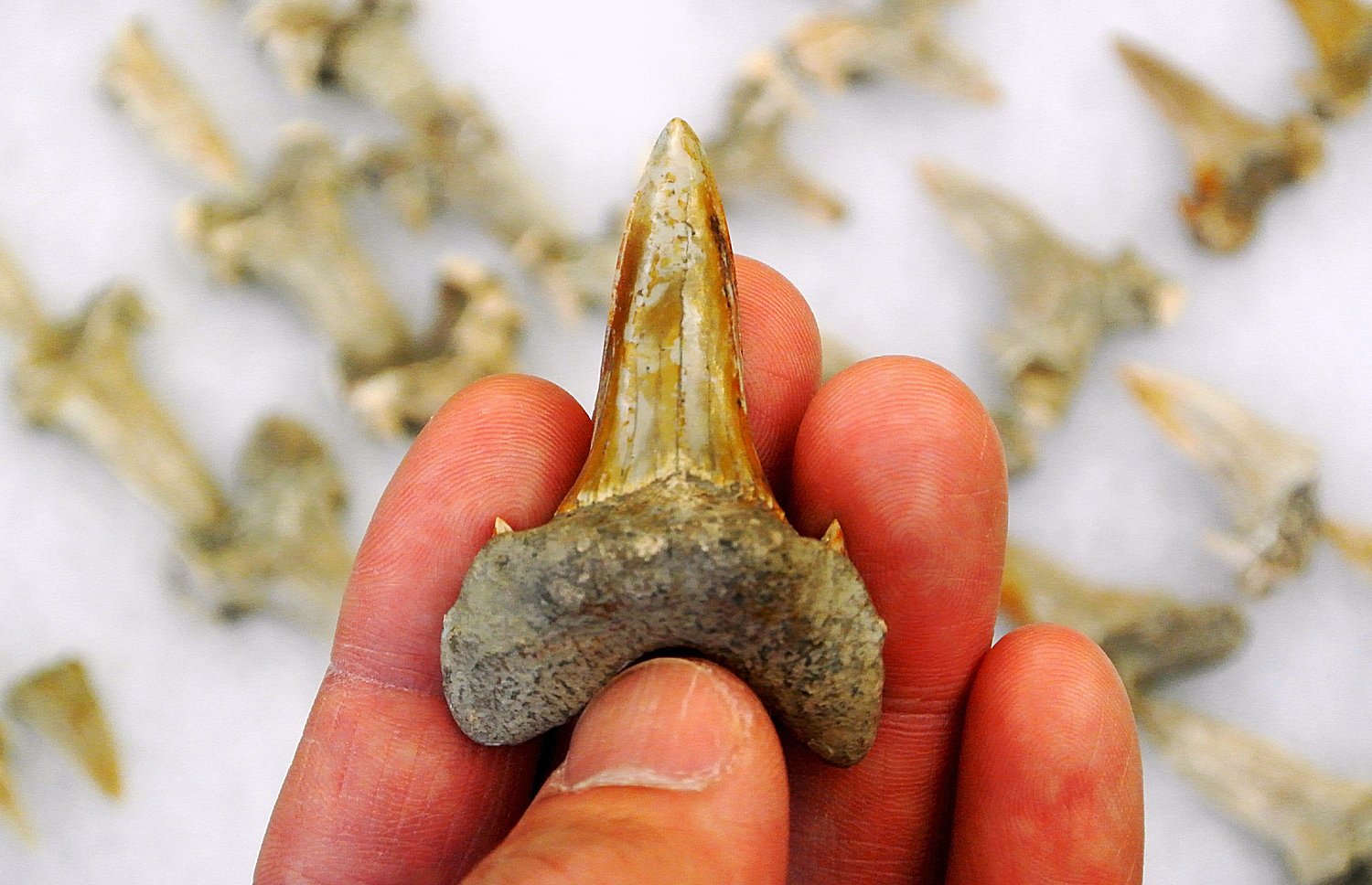 PressRelease_NewLargeFossilSharkFromKansas_Image1_Embargod_Until_XXXXX_XX_2019_12AM_UK_Time_Associated_tooth_set_of_Cretodus_houghtonorum_from_central_Kansas_Image_credit_Kenshu_Shimada.jpg